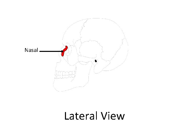 Nasal Lateral View 