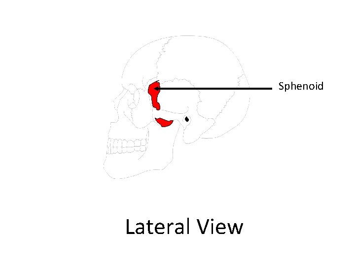 Sphenoid Lateral View 