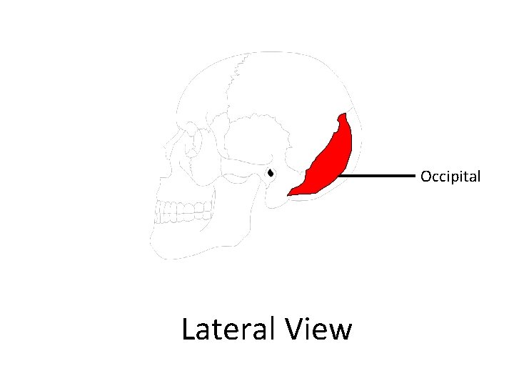 Occipital Lateral View 