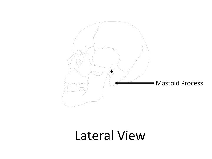 Mastoid Process Lateral View 