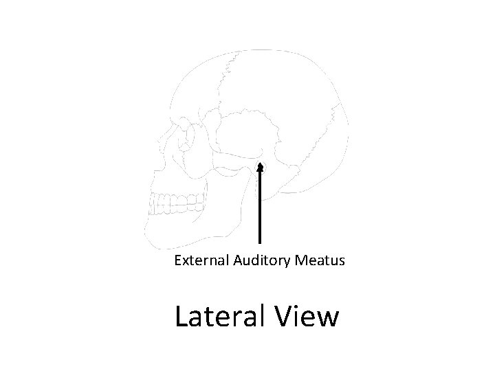 External Auditory Meatus Lateral View 
