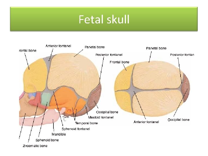 Fetal skull 