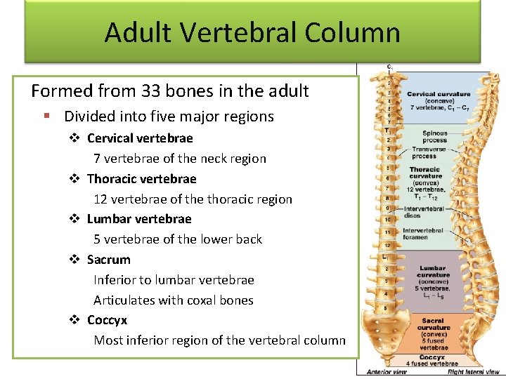 Adult Vertebral Column Formed from 33 bones in the adult § Divided into five