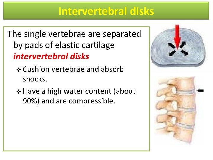 Intervertebral disks The single vertebrae are separated by pads of elastic cartilage intervertebral disks