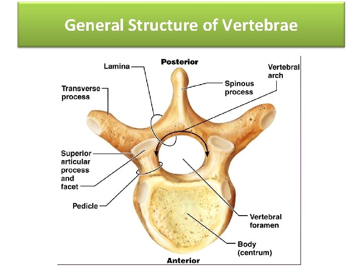 General Structure of Vertebrae 