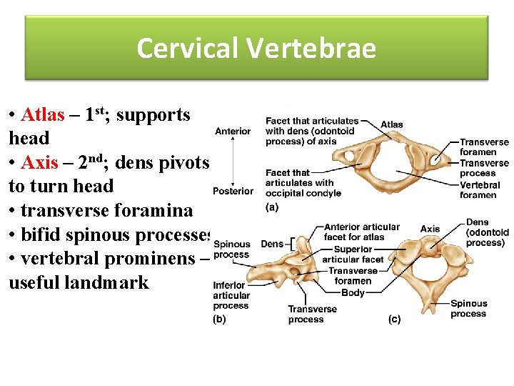 Cervical Vertebrae • Atlas – 1 st; supports head • Axis – 2 nd;