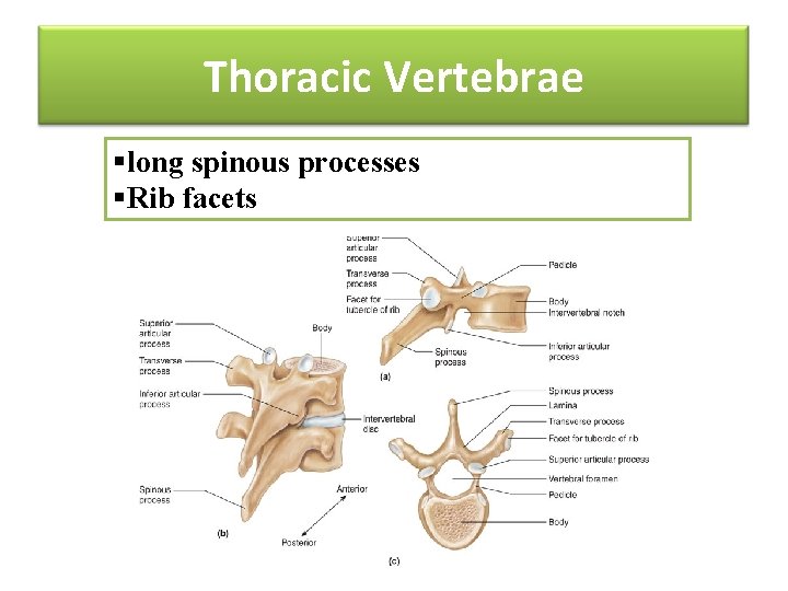 Thoracic Vertebrae §long spinous processes §Rib facets 