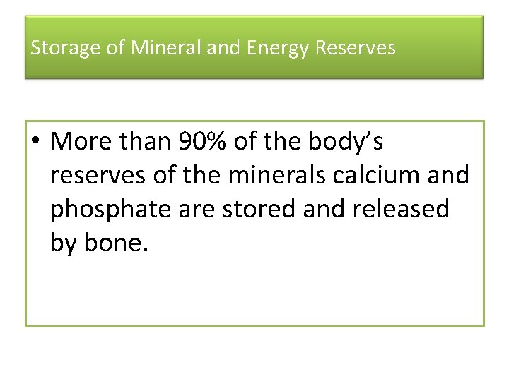 Storage of Mineral and Energy Reserves • More than 90% of the body’s reserves
