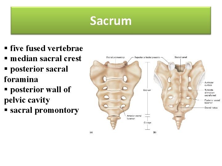 Sacrum § five fused vertebrae § median sacral crest § posterior sacral foramina §