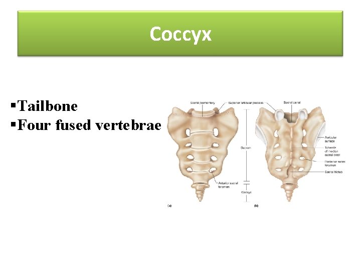 Coccyx §Tailbone §Four fused vertebrae 