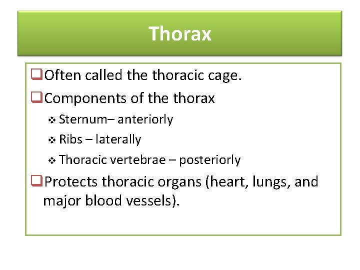 Thorax q. Often called the thoracic cage. q. Components of the thorax Sternum– anteriorly