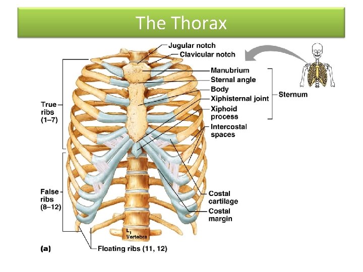 The Thorax 