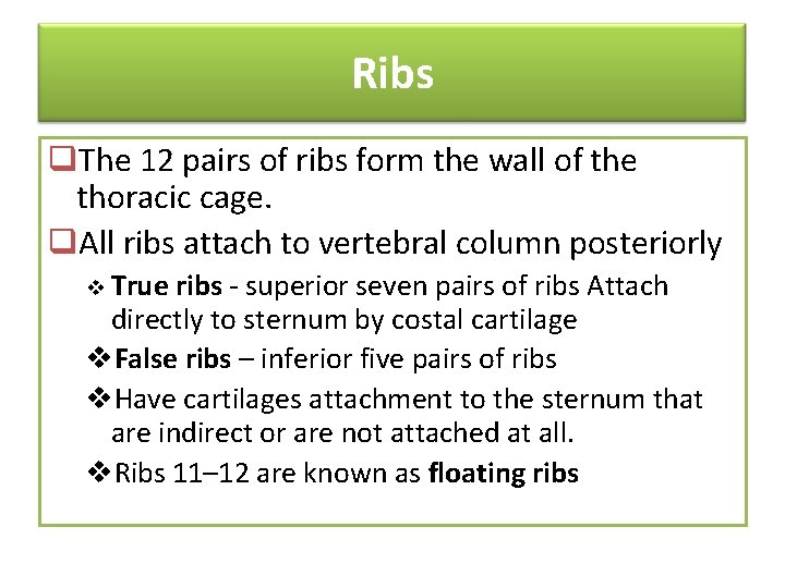 Ribs q. The 12 pairs of ribs form the wall of the thoracic cage.