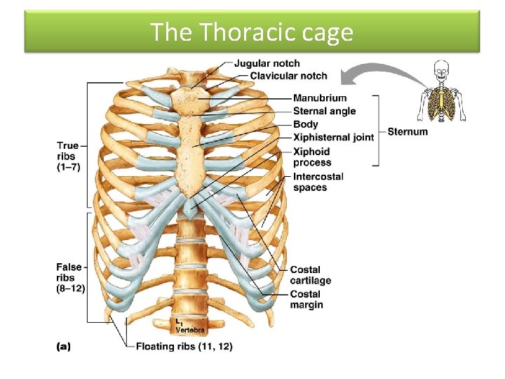 The Thoracic cage 