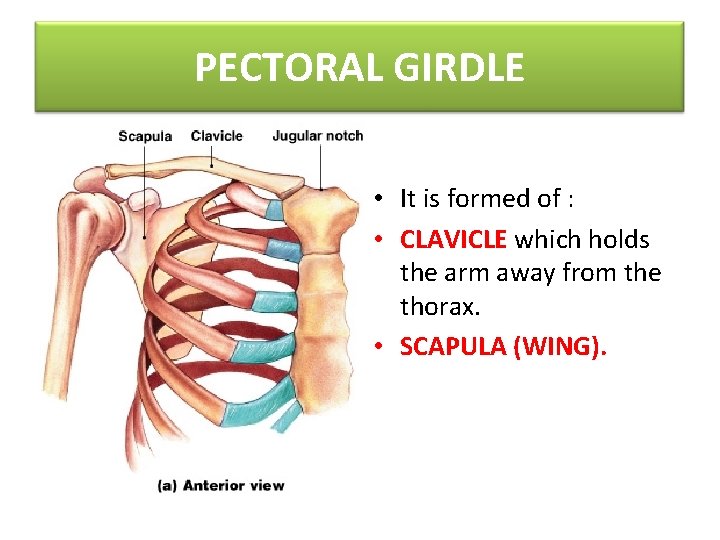 PECTORAL GIRDLE • It is formed of : • CLAVICLE which holds the arm