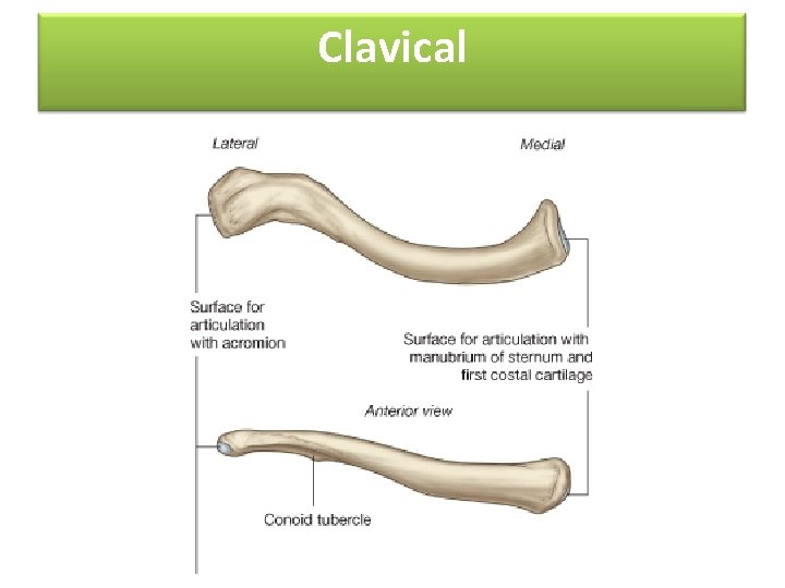 Clavical 