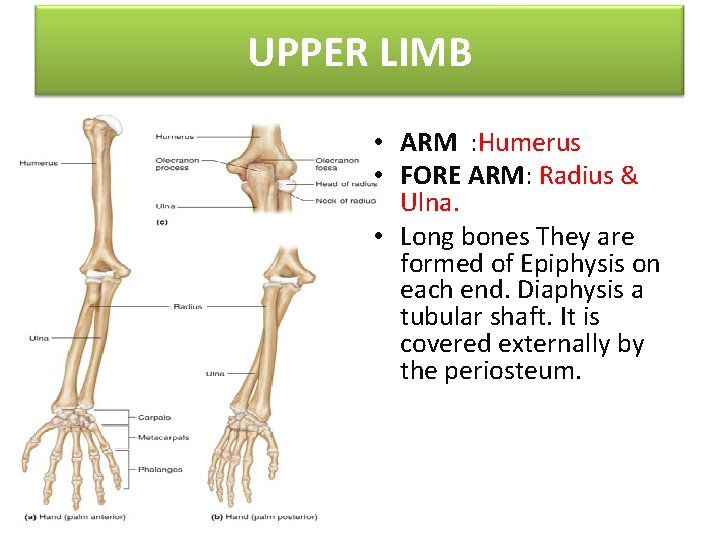 UPPER LIMB • ARM : Humerus • FORE ARM: Radius & Ulna. • Long
