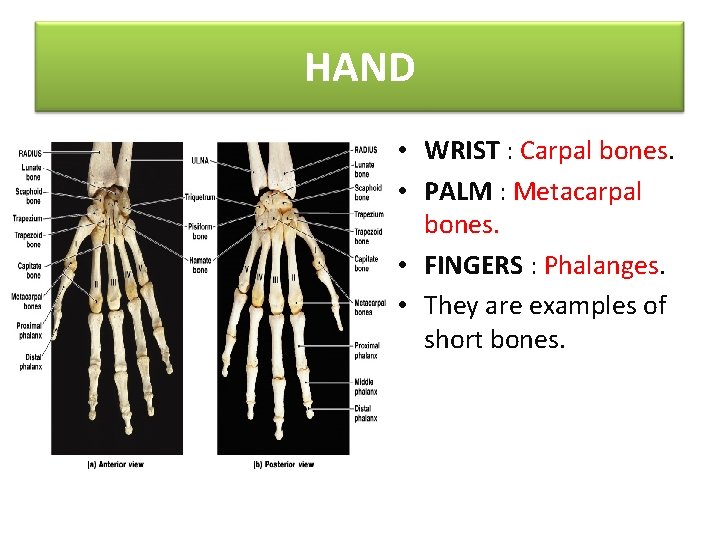 HAND • WRIST : Carpal bones. • PALM : Metacarpal bones. • FINGERS :