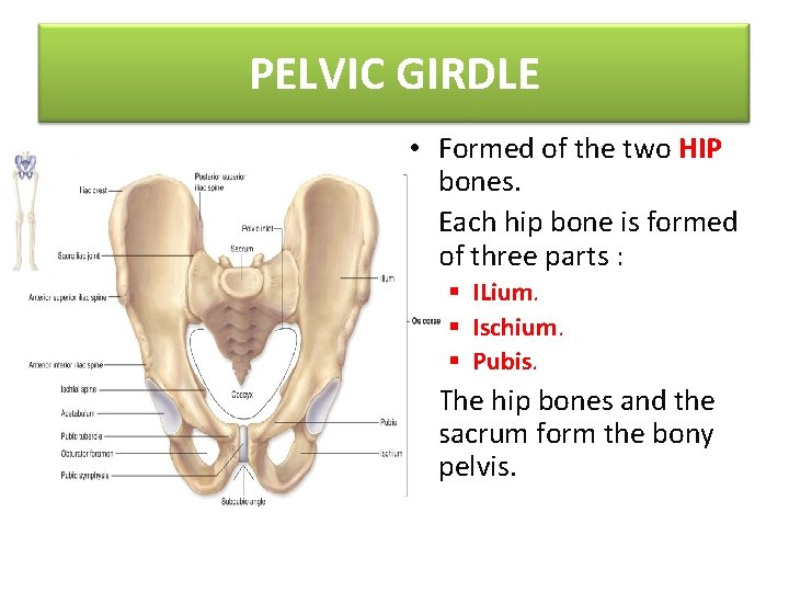 PELVIC GIRDLE • Formed of the two HIP bones. • Each hip bone is
