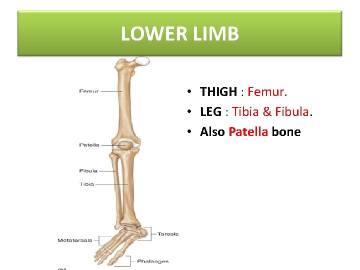 LOWER LIMB • THIGH : Femur. • LEG : Tibia & Fibula. • Also