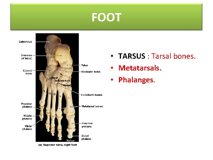 FOOT • TARSUS : Tarsal bones. • Metatarsals. • Phalanges. 