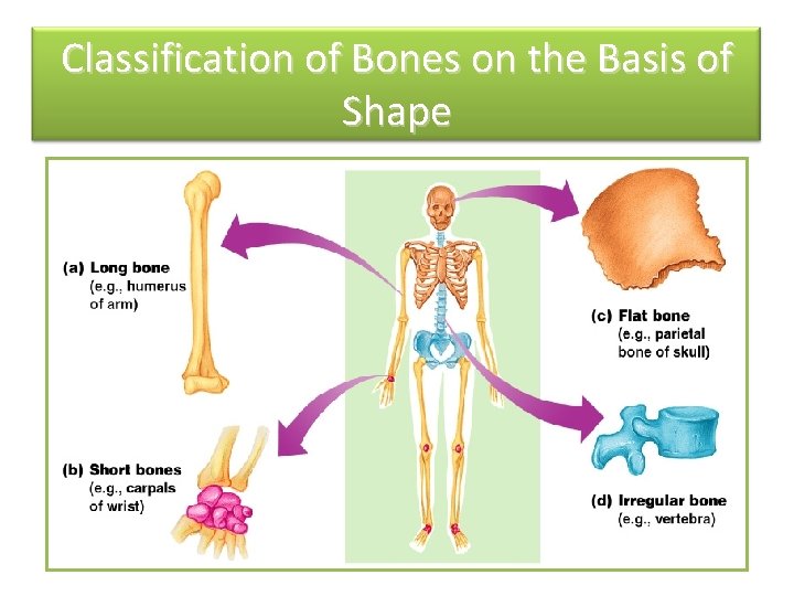 Classification of Bones on the Basis of Shape 
