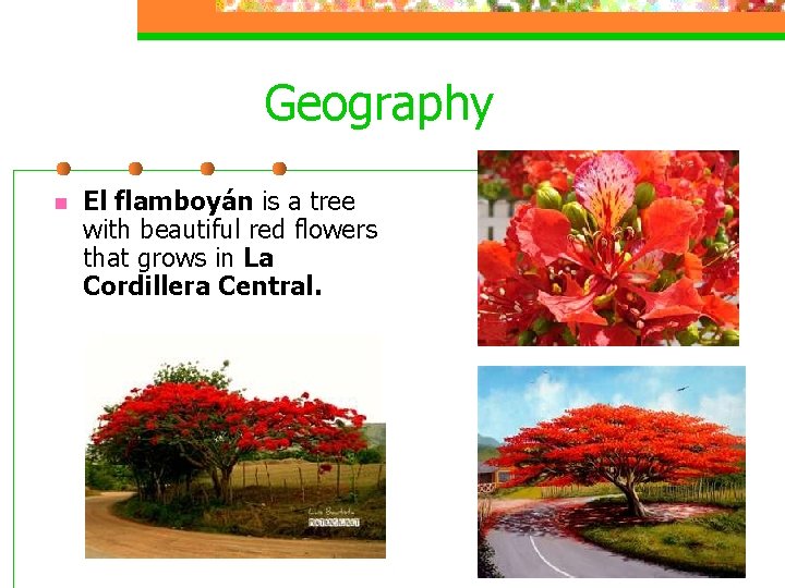 Geography n El flamboyán is a tree with beautiful red flowers that grows in