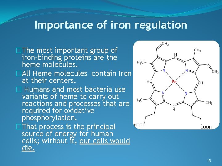 Importance of iron regulation �The most important group of iron-binding proteins are the heme