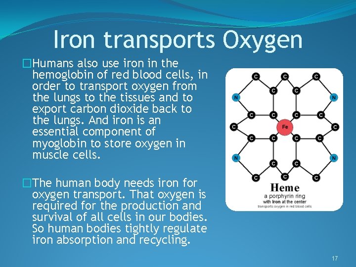 Iron transports Oxygen �Humans also use iron in the hemoglobin of red blood cells,