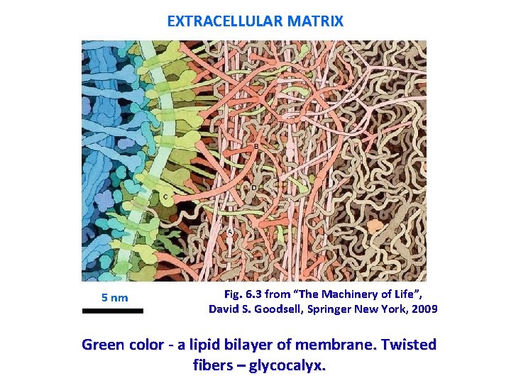 EXTRACELLULAR MATRIX 5 nm Fig. 6. 3 from “The Machinery of Life”, David S. EXTRACELLULAR MATRIX 5 nm Fig. 6. 3 from “The Machinery of Life”, David S.