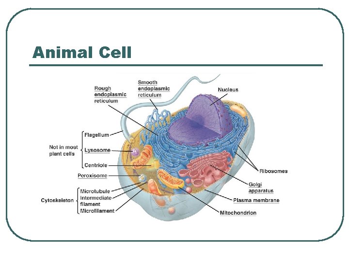 Animal Cell 