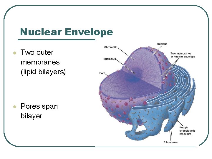 Nuclear Envelope l Two outer membranes (lipid bilayers) l Pores span bilayer 