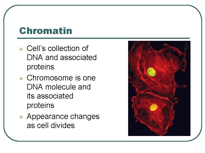 Chromatin l l l Cell’s collection of DNA and associated proteins Chromosome is one