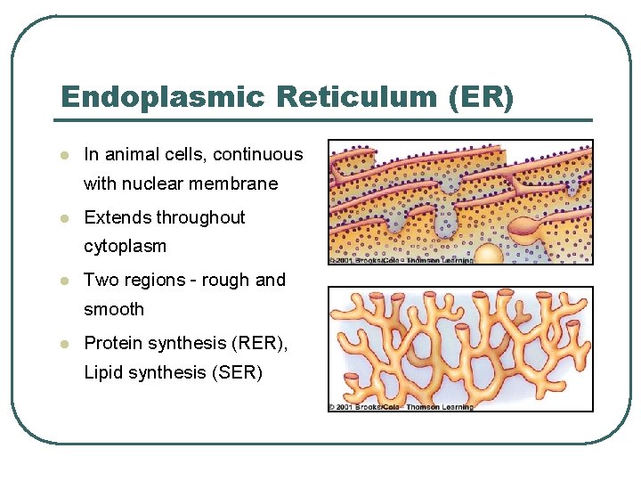 Endoplasmic Reticulum (ER) l In animal cells, continuous with nuclear membrane l Extends throughout