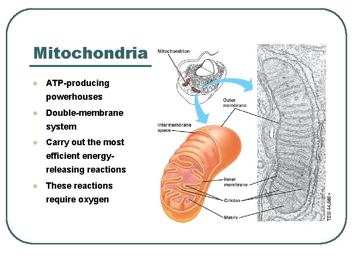 Mitochondria l ATP-producing powerhouses l Double-membrane system l Carry out the most efficient energyreleasing