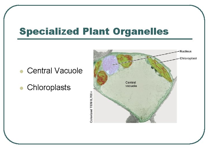 Specialized Plant Organelles l Central Vacuole l Chloroplasts 