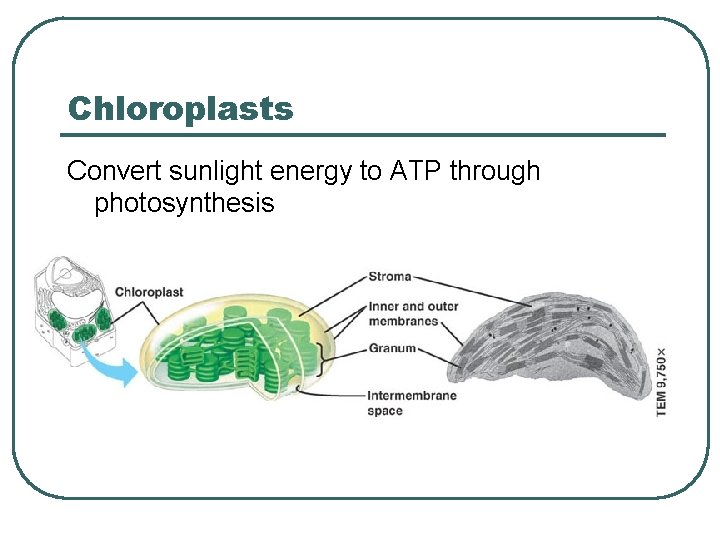 Chloroplasts Convert sunlight energy to ATP through photosynthesis 