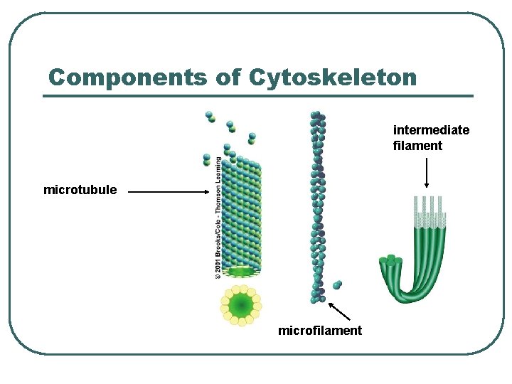 Components of Cytoskeleton intermediate filament microtubule microfilament 