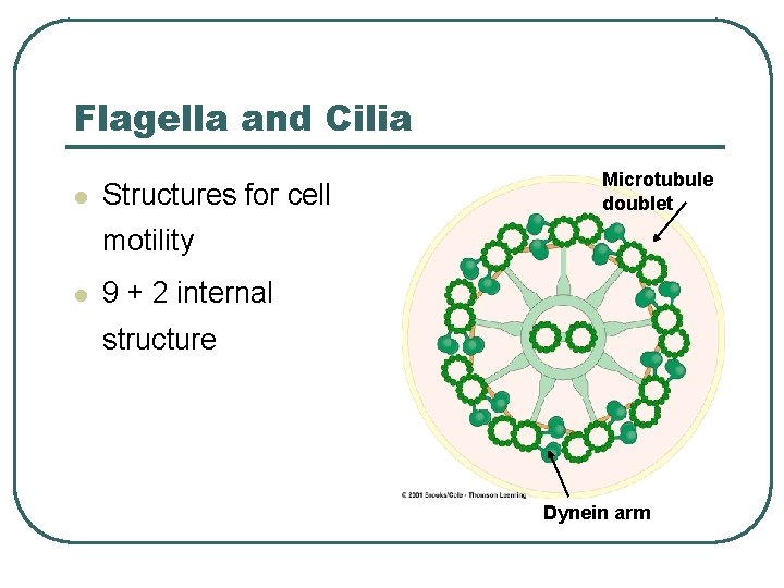 Flagella and Cilia l Structures for cell Microtubule doublet motility l 9 + 2