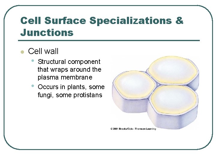 Cell Surface Specializations & Junctions l Cell wall • • Structural component that wraps
