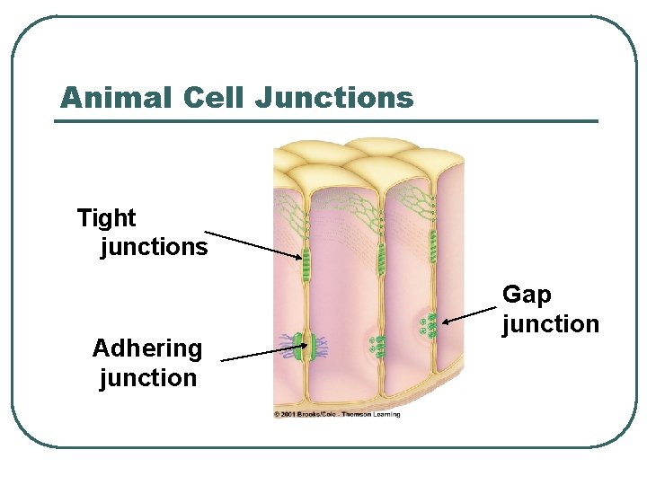 Animal Cell Junctions Tight junctions Adhering junction Gap junction 