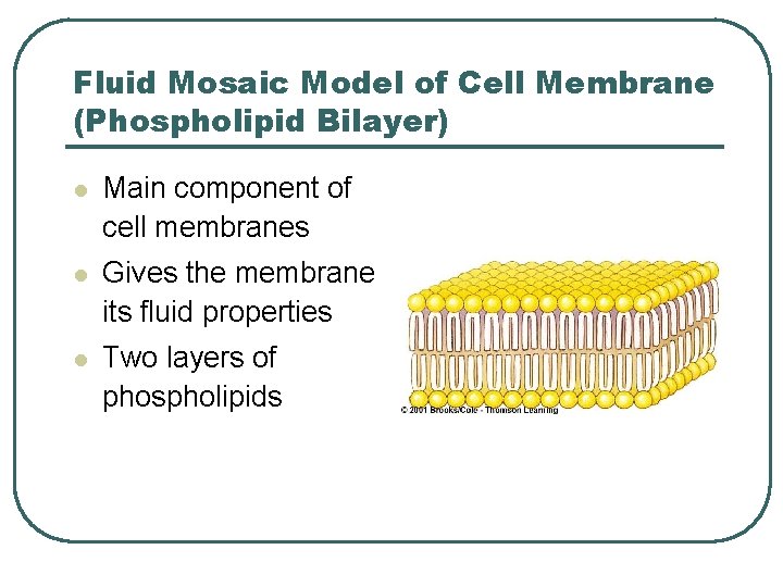 Fluid Mosaic Model of Cell Membrane (Phospholipid Bilayer) l Main component of cell membranes