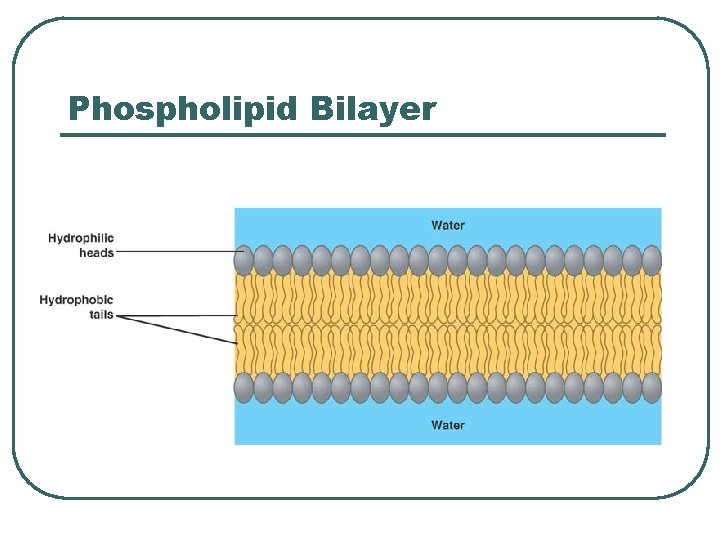 Phospholipid Bilayer Phospholipid Bilayer
