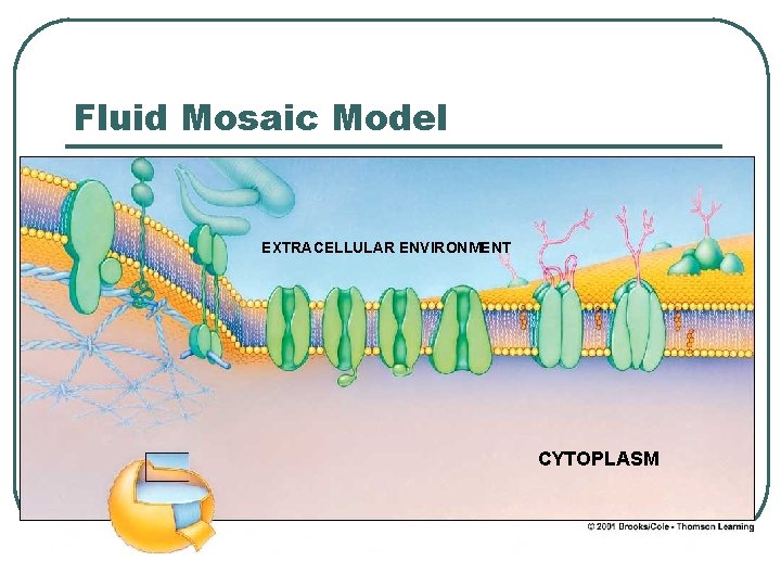 Fluid Mosaic Model EXTRACELLULAR ENVIRONMENT CYTOPLASM Fluid Mosaic Model EXTRACELLULAR ENVIRONMENT CYTOPLASM
