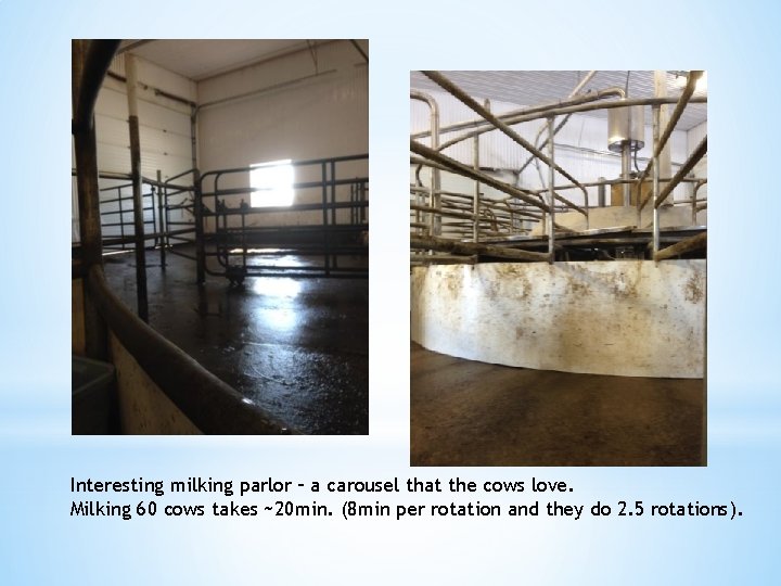 Interesting milking parlor – a carousel that the cows love. Milking 60 cows takes