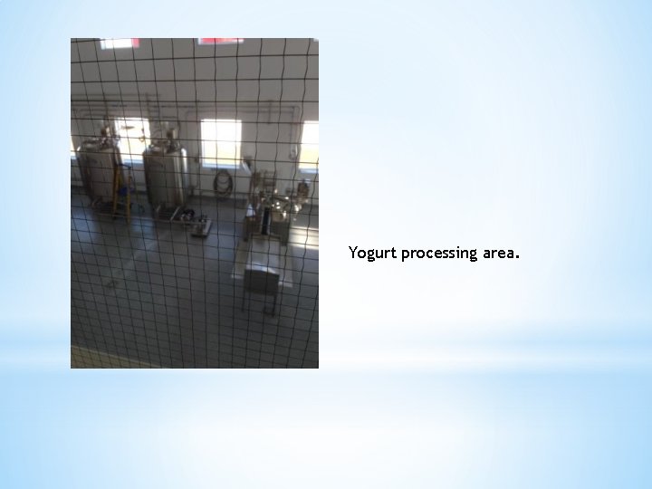 Yogurt processing area. 