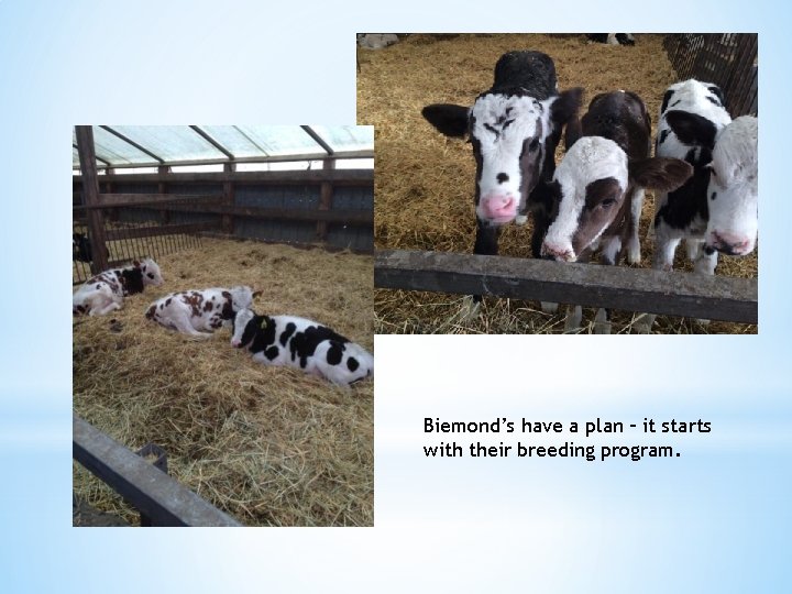 Biemond’s have a plan – it starts with their breeding program. 