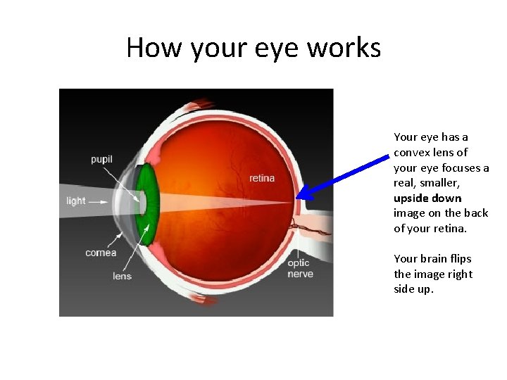 How your eye works Your eye has a convex lens of your eye focuses