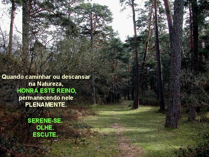 Quando caminhar ou descansar na Natureza, HONRA ESTE REINO, permanecendo nele PLENAMENTE. SERENE-SE. OLHE.