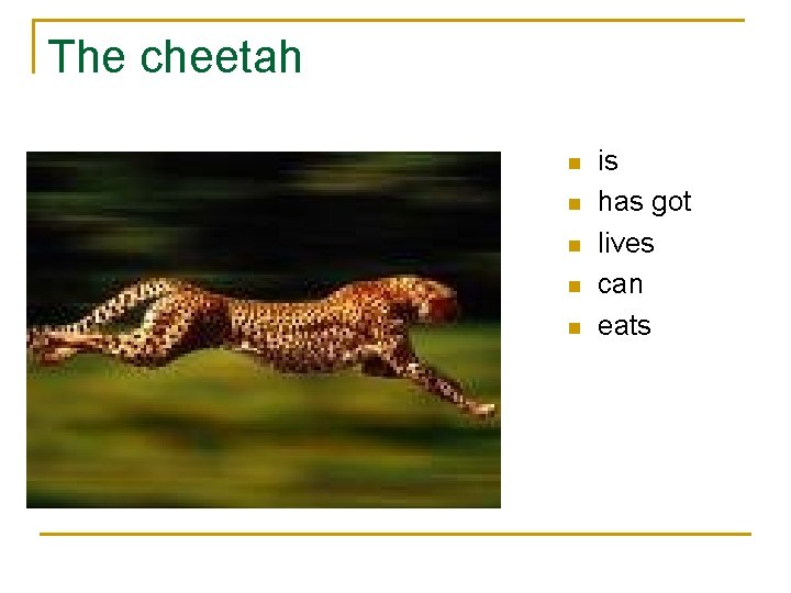 The cheetah n n n is has got lives can eats 